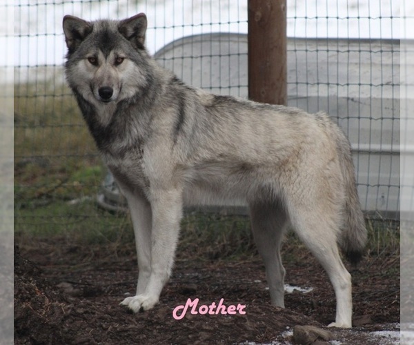 Medium Photo #1 Wolf Hybrid Breeder Profile in SAINT IGNATIUS, MT, USA