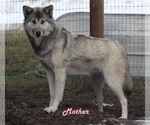 Small Photo #1 Wolf Hybrid Breeder Profile in SAINT IGNATIUS, MT, USA
