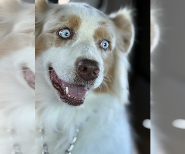 Medium Photo #1 Australian Shepherd Breeder Profile in GREER, SC, USA