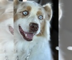 Small Photo #1 Australian Shepherd Breeder Profile in GREER, SC, USA
