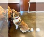 Small Photo #1 Collie Breeder Profile in HIGH POINT, NC, USA