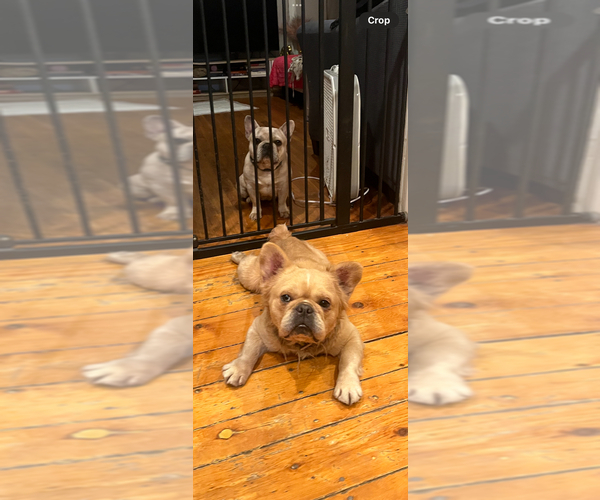 Medium Photo #3 French Bulldog Breeder Profile in NEW BEDFORD, MA, USA