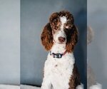 Small Photo #2 Bernedoodle Breeder Profile in BONNERS FERRY, ID, USA