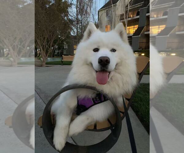 Medium Photo #10 Samoyed Breeder Profile in DALY CITY, CA, USA