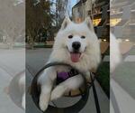 Small Photo #10 Samoyed Breeder Profile in DALY CITY, CA, USA