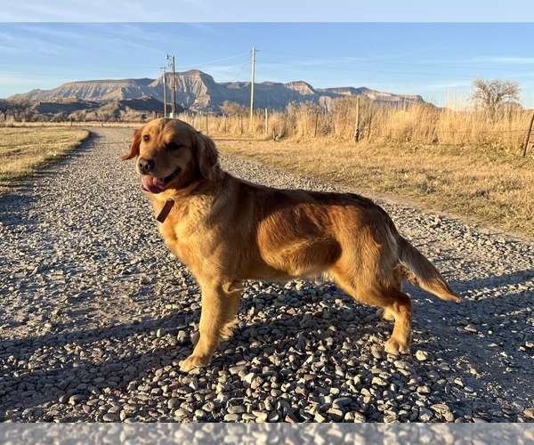 Medium Photo #2 Golden Retriever Breeder Profile in DE BEQUE, CO, USA