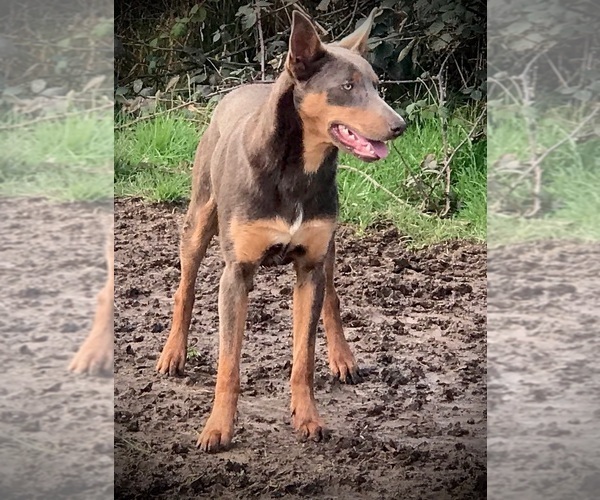 Medium Photo #4 Border Kelpie Breeder Profile in CAMAS, WA, USA