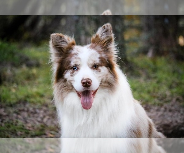 Medium Photo #1 Border Collie Breeder Profile in NAVARRO, TX, USA