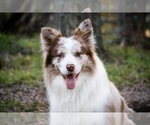 Small Photo #1 Border Collie Breeder Profile in NAVARRO, TX, USA