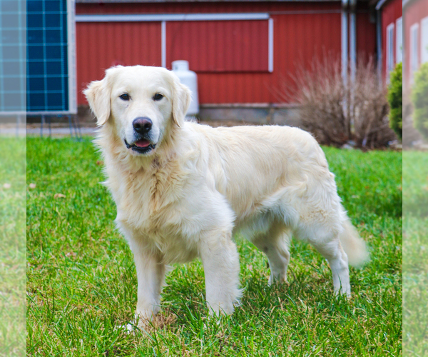 Medium Photo #1 English Cream Golden Retriever Breeder Profile in SYRACUSE, IN, USA
