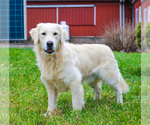 Small Photo #1 English Cream Golden Retriever Breeder Profile in SYRACUSE, IN, USA