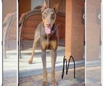 Small Photo #1 Doberman Pinscher Breeder Profile in CLAIR MEL, FL, USA