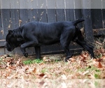 Small Photo #5 Cane Corso Breeder Profile in BEAVERDAM, VA, USA