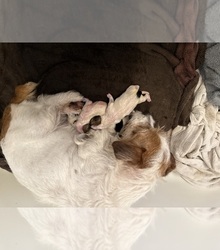 Mother's photo