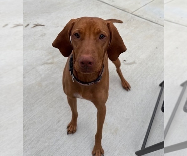 Medium Photo #5 Vizsla Breeder Profile in ROYSTON, GA, USA