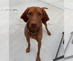 Small Photo #5 Vizsla Breeder Profile in ROYSTON, GA, USA