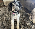 Small Photo #2 Bernedoodle Breeder Profile in LUBBOCK, TX, USA