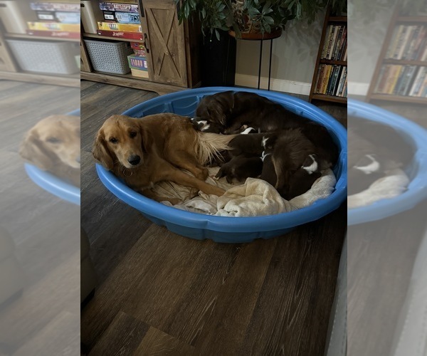 Medium Photo #4 Golden Retriever Breeder Profile in HARRISON, OH, USA