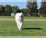 Small Photo #8 Samoyed Breeder Profile in DALY CITY, CA, USA