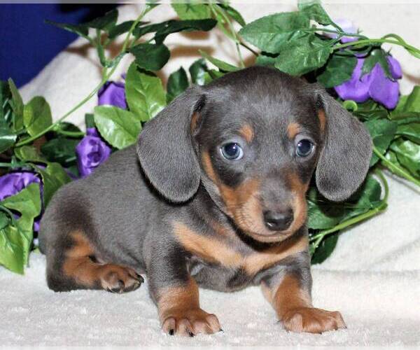 Medium Photo #1 Dachshund Breeder Profile in FOUNTAIN, CO, USA