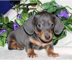 Small Photo #1 Dachshund Breeder Profile in FOUNTAIN, CO, USA
