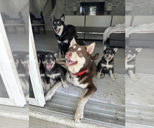 Medium Photo #1 Finnish Lapphund Breeder Profile in BOCA RATON, FL, USA