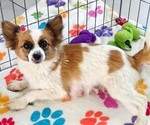 Small Photo #2 Papitese Breeder Profile in ORO VALLEY, AZ, USA
