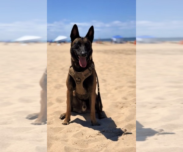 Medium Photo #1 Belgian Malinois-Dutch Shepherd Dog Mix Breeder Profile in OAK FOREST, IL, USA