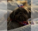 Small Photo #3 Shih Tzu Breeder Profile in HENDERSONVILLE, TN, USA