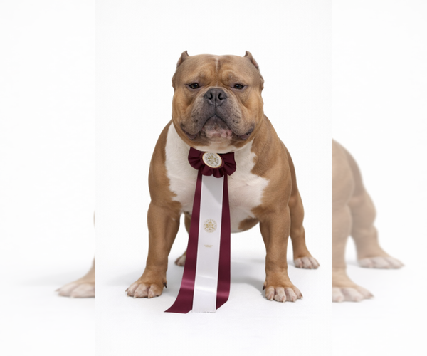 Medium Photo #3 American Bully Breeder Profile in MARIETTA, GA, USA