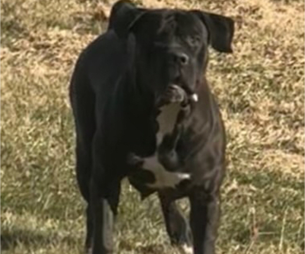 Medium Photo #1 Boerboel Breeder Profile in BELLEVUE, NE, USA