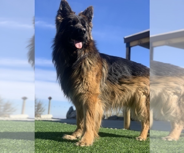 Medium Photo #5 German Shepherd Dog Breeder Profile in PINON HILLS, CA, USA