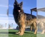 Small Photo #5 German Shepherd Dog Breeder Profile in PINON HILLS, CA, USA
