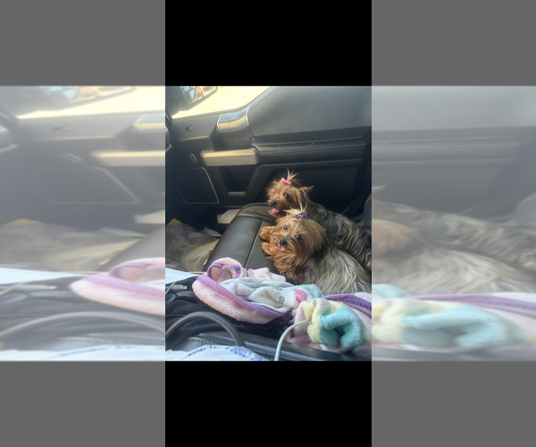Medium Photo #4 Yorkshire Terrier Breeder Profile in DENHAM SPRINGS, LA, USA