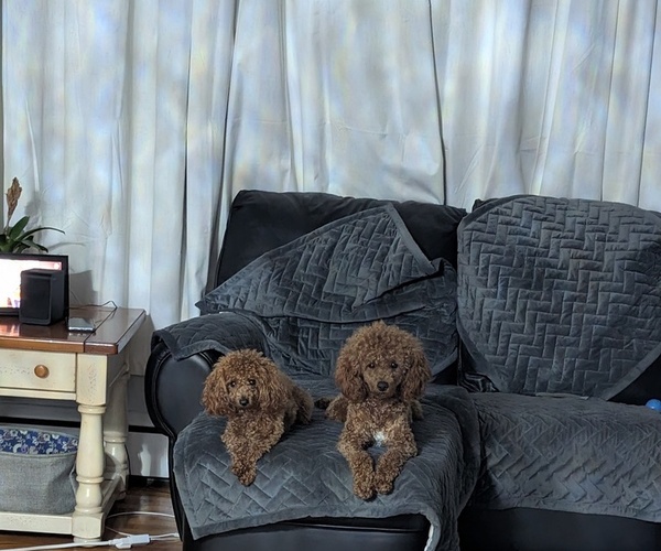 Medium Photo #1 Poodle (Miniature) Breeder Profile in ELLICOTT CITY, MD, USA