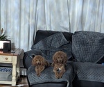 Small Photo #1 Poodle (Miniature) Breeder Profile in ELLICOTT CITY, MD, USA