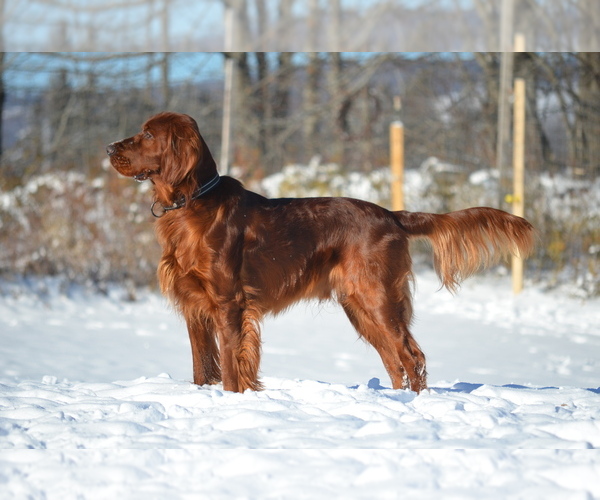 Medium Photo #2 Irish Setter Breeder Profile in CLEVELAND, TN, USA