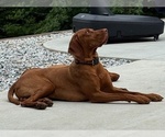 Small Photo #3 Vizsla Breeder Profile in ROYSTON, GA, USA