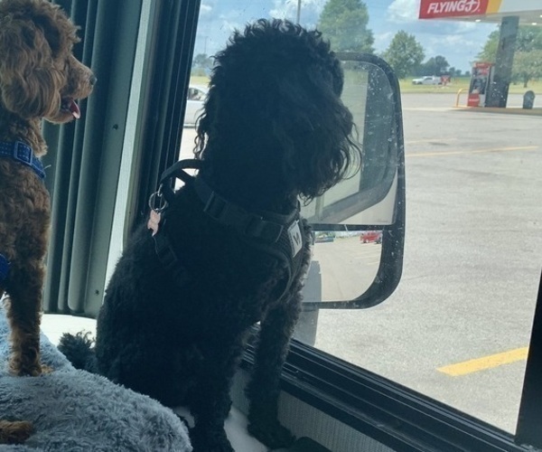 Medium Photo #1 Poodle (Toy) Breeder Profile in EUDORA, KS, USA