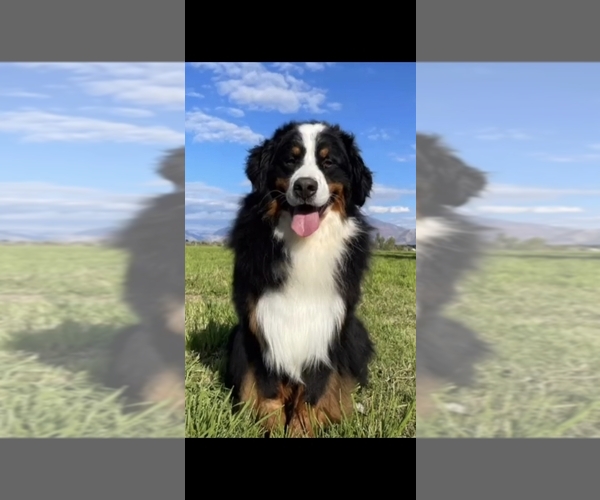 Medium Photo #1 Bernese Mountain Dog Breeder Profile in PAYSON, UT, USA