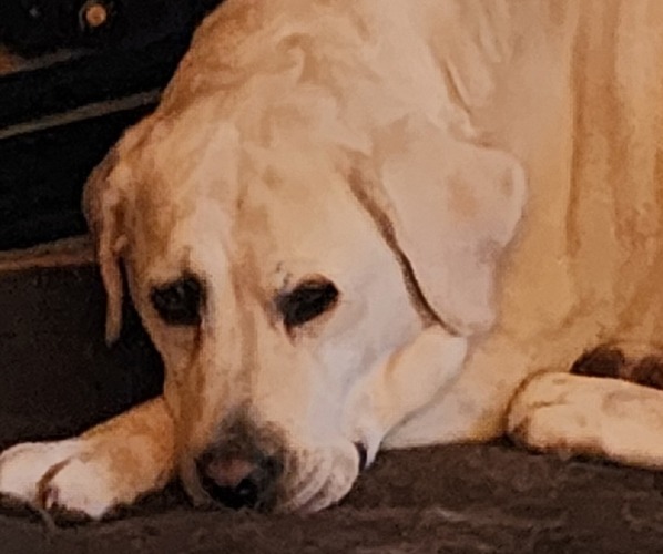 Medium Photo #1 Labrador Retriever Breeder Profile in TAZEWELL, VA, USA