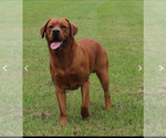 Small Photo #3 Labrador Retriever Breeder Profile in BLUFF DALE, TX, USA