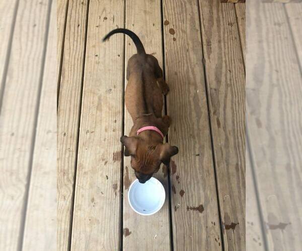 Medium Photo #6 Rhodesian Ridgeback Breeder Profile in ONEIDA, TN, USA