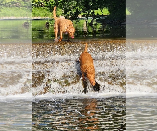 Medium Photo #2 Labrador Retriever Breeder Profile in BUFFALO, NY, USA
