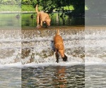 Small Photo #2 Labrador Retriever Breeder Profile in BUFFALO, NY, USA