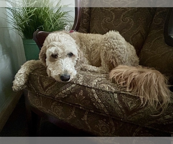 Medium Photo #3 Goldendoodle mix (+ Poodle Standard) Breeder Profile in GR BLANC, MI, USA