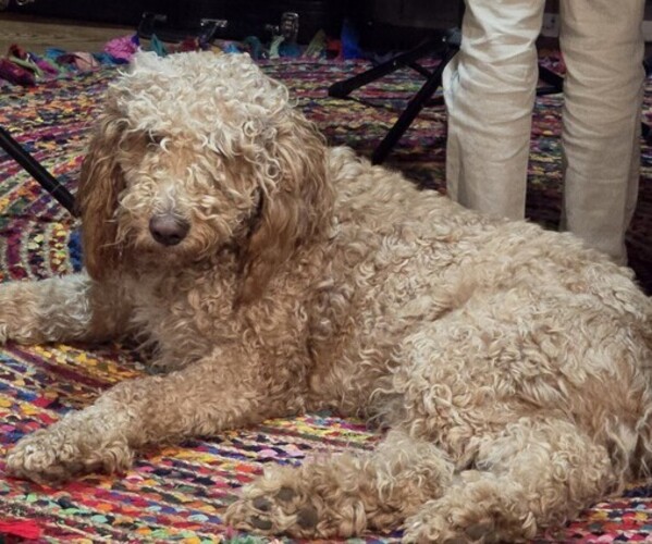 Medium Photo #1 Goldendoodle Breeder Profile in ELBERT, CO, USA