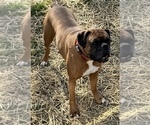 Small Photo #1 Boxer Breeder Profile in LANSING, MI, USA