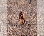 Small Photo #19 Rhodesian Ridgeback Breeder Profile in ONEIDA, TN, USA