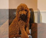 Small Photo #1 Labradoodle Breeder Profile in SUMMERVILLE, SC, USA